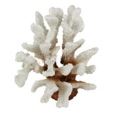 Коралл белый SH9201W 14*7*13