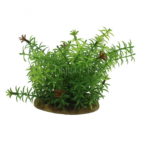 ArtUniq Elodea 15 - Искусственное растение Элодея, 15 см 